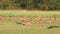 Wide shot of Spotted deer or Chital cheetal family or herd grazing and male Indian peafowl or Pavo cristatus bird in natural green