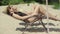 Wide shot of tanned relaxed young women sunbathing on sun loungers on sandy beach. Side view portrait of confident