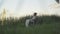 Wide shot of thoughtful young handicapped man on wheelchair sitting on river bank and admiring sunset. Side view