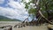 Wide shot of the trees roots and beach