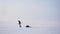 Wide shot of two male silhouettes in profile walking leftwards and one of them falls on snow.