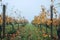 Wide shot between the Vineyard rows at the cold autumn misty morning after the harvesting completed. Italian Chianti region