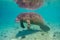 Wide Shot of a West Indian Manatee in a Warm, Florida Spring