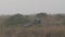 Wide shot of wild asian elephant or tusker family with calf walking together near ramganga river shore at dhikala zone of jim