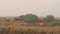 Wide shot of wild asian elephant or tusker family at dhikala zone of jim corbett national park uttarakhand india - Elephas maximus