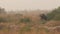 Wide shot of wild asian elephant or tusker walking head on at dhikala zone of jim corbett national park uttarakhand india -