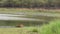 Wide shot of wild bengal female tiger or tigress resting on green grass in scenic landscape of rajbagh lake in backdrop at