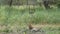 wide shot of wild male leopard or panther resting in monsoon green jhalana forest or leopard reserve jaipur rajasthan india