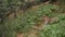 Wide shot of wild male leopard or panther stalking prey and later move at jhalana forest or leopard reserve jaipur rajasthan india