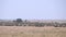 wide shot of a wildebeest herd during migration at masai mara -4K 60p