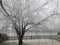 Wide shot of a Willow tree near a pond covered with snow and icicles