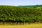 Wide Shot of a Wine Yineyard with green