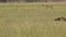 Wide shot of woolly necked stork or whitenecked stork walking in frame in natural grassland of tal chhapar sanctuary churu