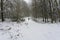 Wide snow covered woodland footpath between the trees.