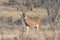 Wide Spread Whitetail Buck in Texas