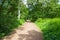 Wide stone path through the trees of Sherwood Forest