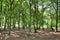 A wide sunlit footpath passes between oak and silver birch trees in Sherwood Forest