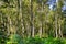 A wide sunlit footpath passes between oak and silver birch trees in Sherwood Forest