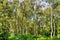 A wide sunlit footpath passes between oak and silver birch trees in Sherwood Forest