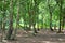 A wide sunlit footpath passes between oak and silver birch trees in Sherwood Forest