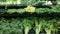 Wide tracking shot of vegetables in a grocery store