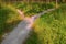 A wide trail in the forest, among the grass is divided into two narrow, diverging in different directions