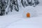 The wide trail leads to the snowy igloo. Winter mountain landscapes. House with light. Location place the Carpathian mountains.