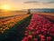 A wide tulip field filled with tulips to be harvested.