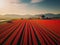 A wide tulip field filled with tulips to be harvested.