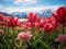 A wide tulip field filled with tulips to be harvested.