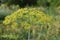 Wide umbrella of dill with flowers.