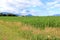 Wide valley corn field summer landscape