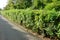 A wide variety of green trees in the landscape