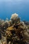 Wide variety of marine life growing from small area of coral reef like a still life painting