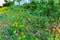 A Wide Variety of Yellow and Orange Texas Wildflowers