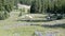 A wide view of a bighorn sheep flock grazing on mt washburn in yellowstone national park