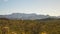 Wide view of cactus in the sonoran desert in arizona