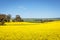 Wide view of canola field in the Barossa Valley, South Australia.