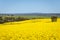 Wide view of canola field in the Barossa Valley, South Australia.