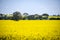 Wide view of canola field in the Barossa Valley, South Australia.