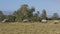 Wide view of elephants feeding at amboseli, kenya