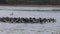 Wide view of a flock of pelicans feed at bird billabong
