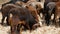 Wide view of flock of sheep eating the corn husk in the fields