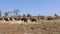 Wide view of flock of sheep eating the corn husk in the fields