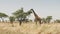 wide view of a giraffe feeding on an acacia tree in serengeti