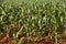 Wide view of growing maize plantation