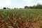 Wide view of growing maize plantation