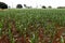 Wide view of growing maize plantation