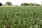 Wide view of growing maize plantation