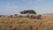 wide view of a herd of elephants approaching at serengeti